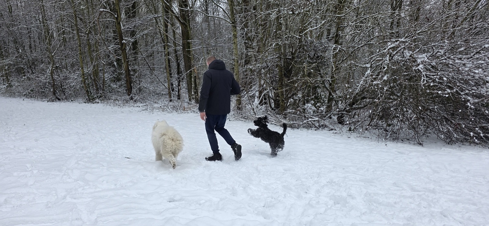 Chris walking Siya and another dog through snowy woods