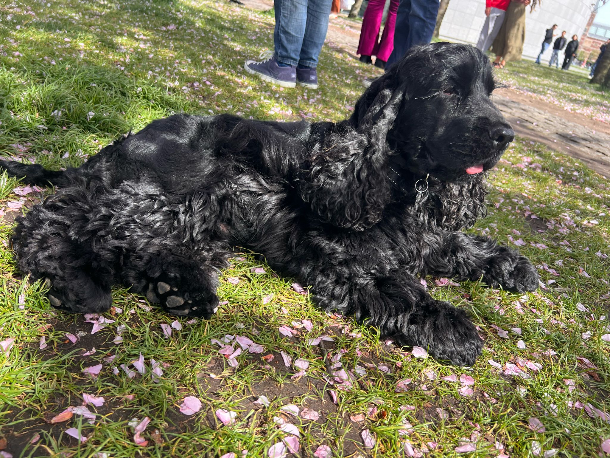 Siya lying in cherry blossom petals