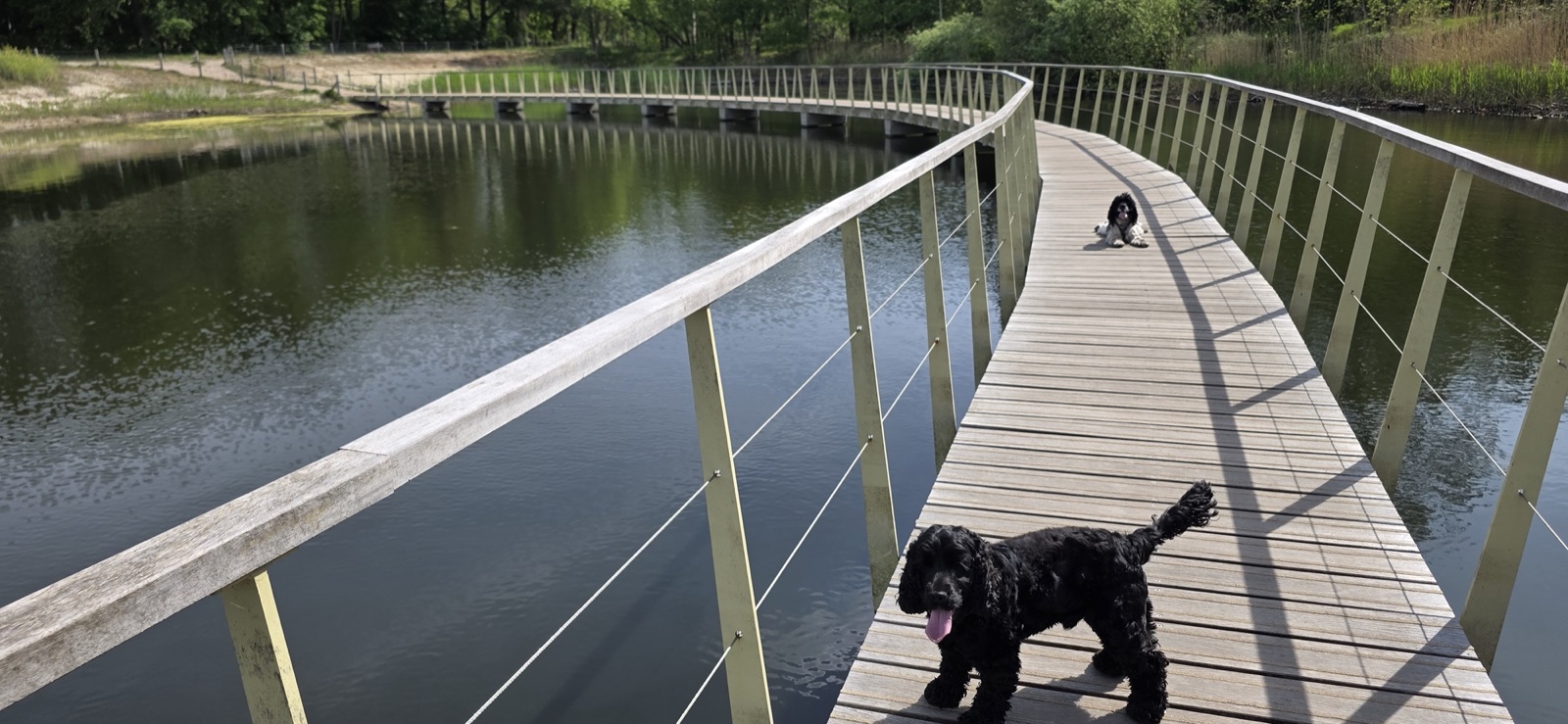 Two dogs on a curved bridge walk