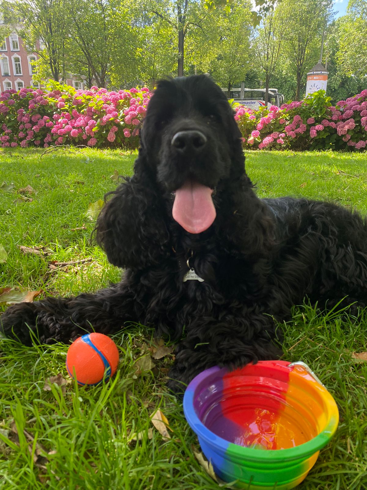 Siya in the park with his ball and water bowl