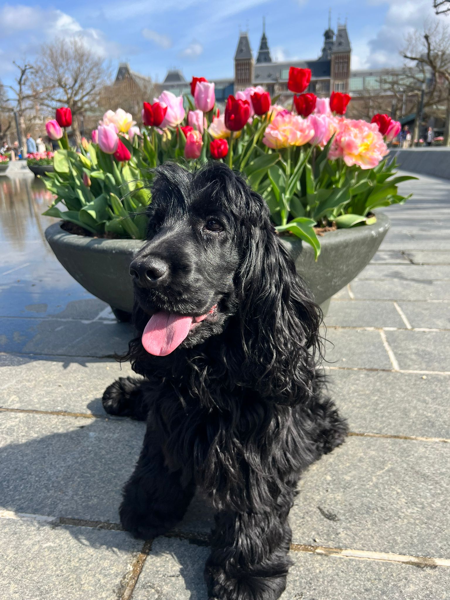 Siya in front of the Rijksmuseum tulips