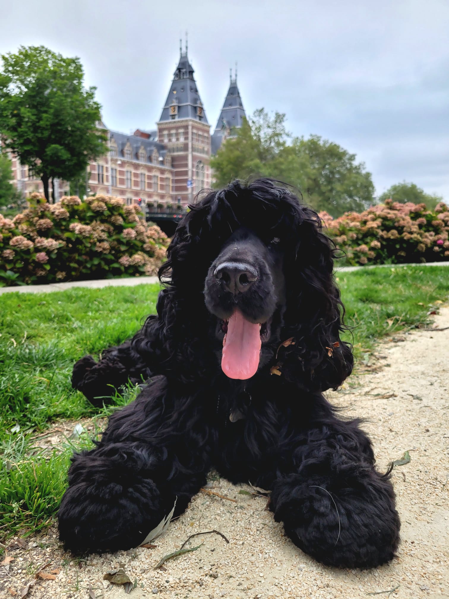 Siya at the Rijksmuseum hydrangeas