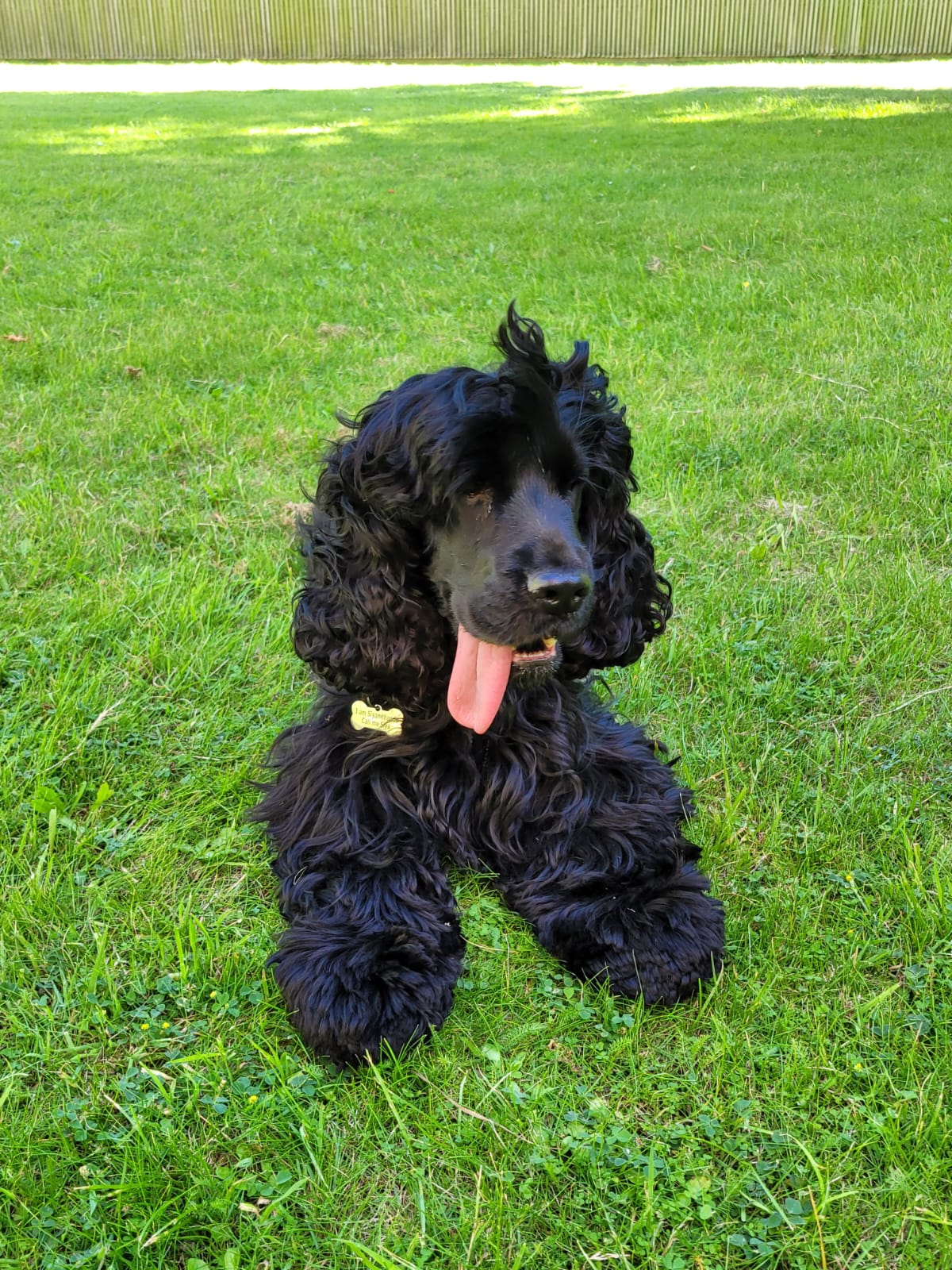 Siya on summer grass