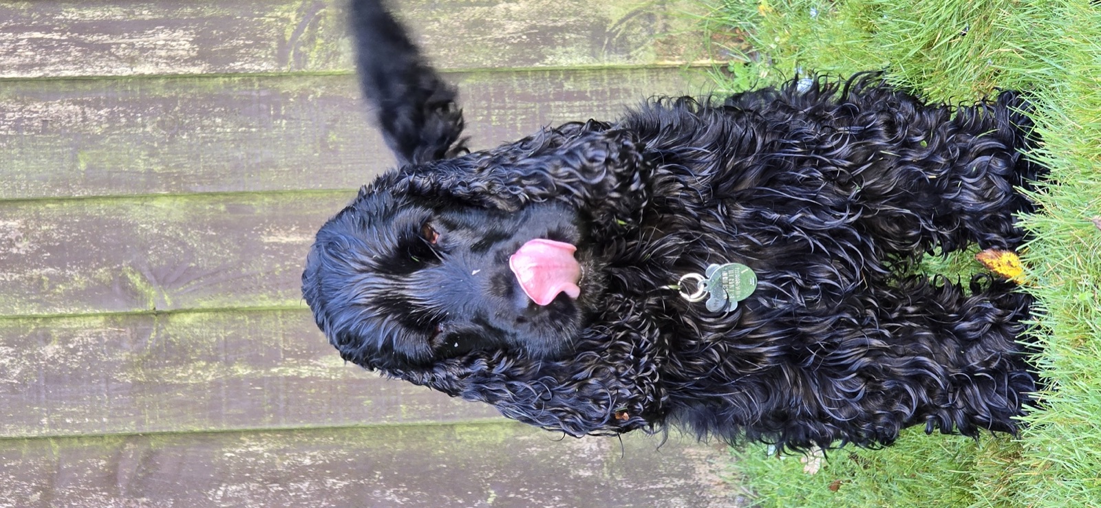 Siya wet and happy after a walk